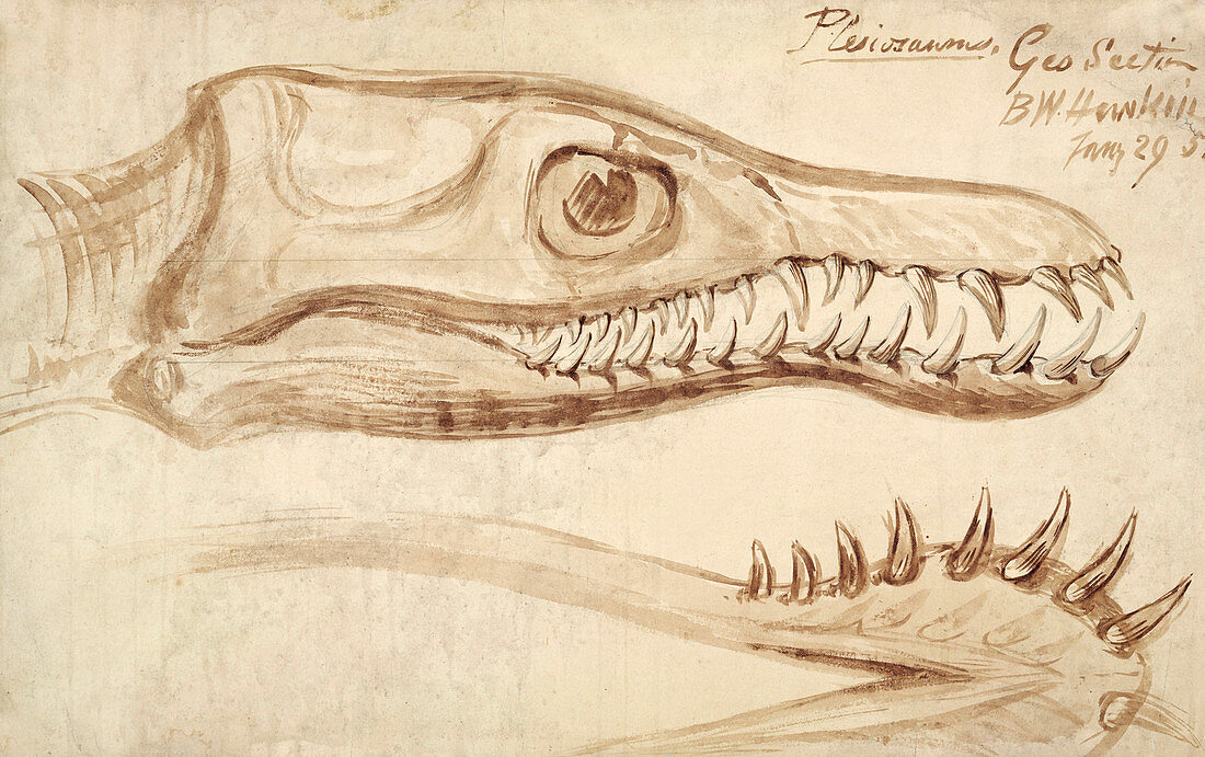 Plesiosaurus marine reptile