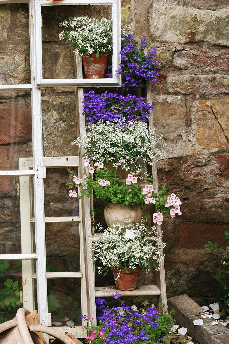 Potted flowering plants decoratively arranged on ladder leaning against garden wall