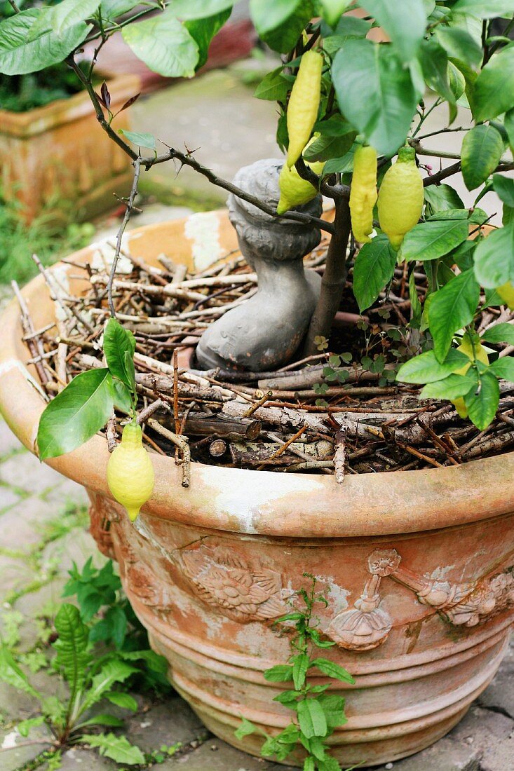 Small lemon tree in terracotta pot decorated with small bust