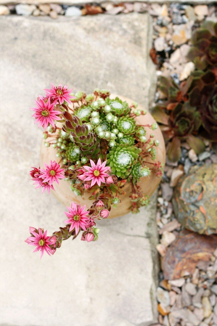 Terrakottatopf mit Sempervivum