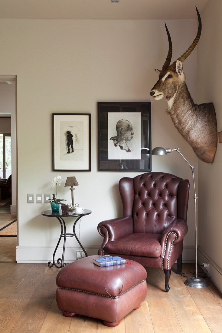 Leather armchair with footstool below imposing hunting trophy in corner