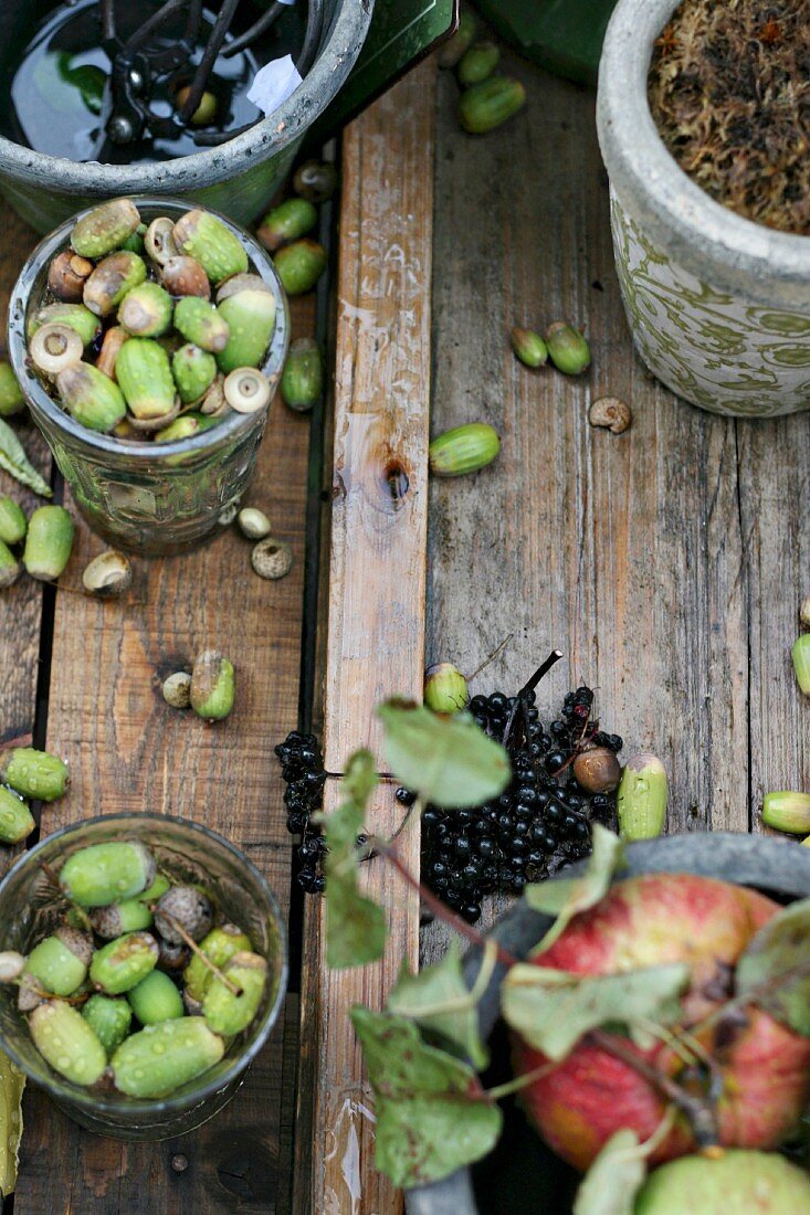 Autumnal still-life arrangement with foraged acorns and apple tree branch