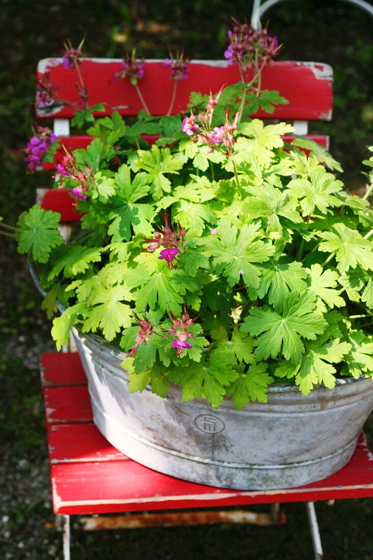 Storchschnabel in Zinkwanne auf rotem Gartenstuhl