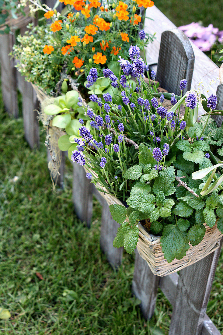 White basket of lavender and lemon balm in foreground hanging on garden fence