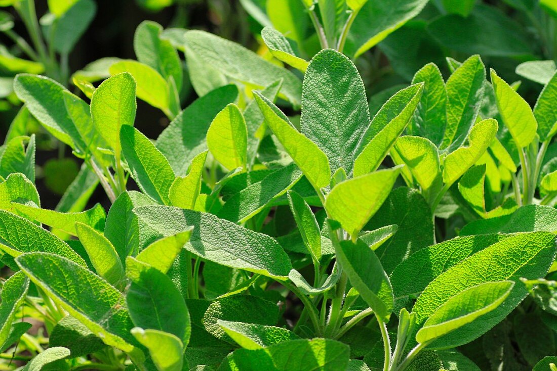 Sage plants in a field