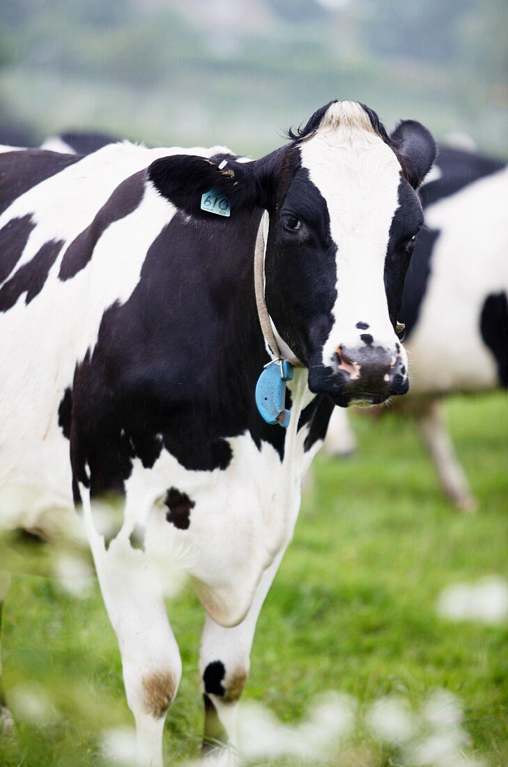 A dairy cow in a field, Dorset, England