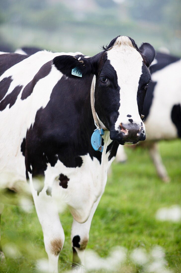 Milchkühe auf der Weide (Dorset, England)