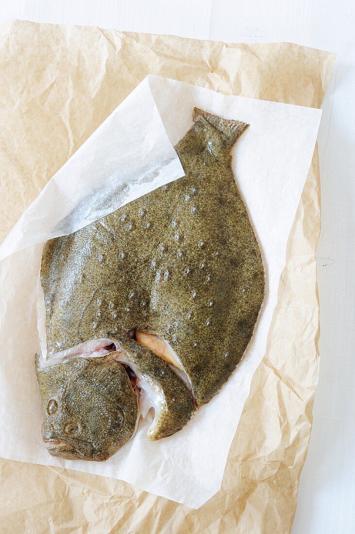 A fresh turbot on a piece of paper