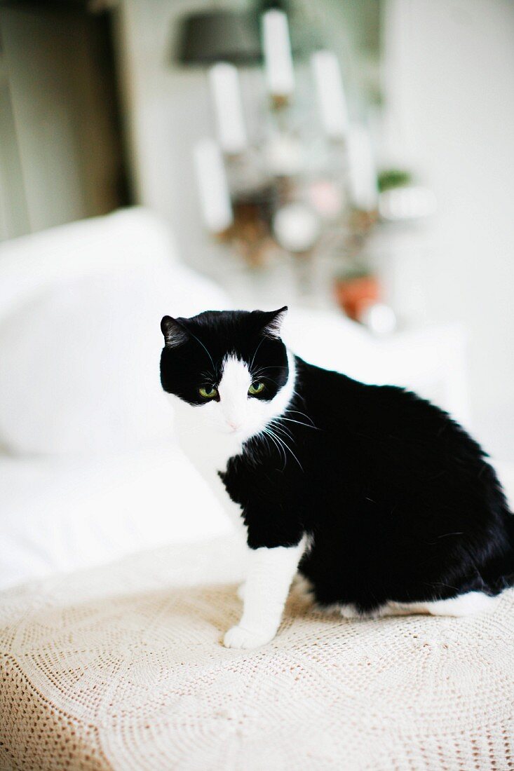 Black and white cat sitting on crocheted lace blanket