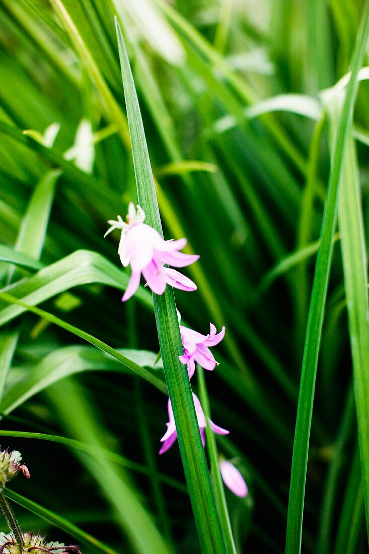 Pink-flowering, lily-type flowers outside