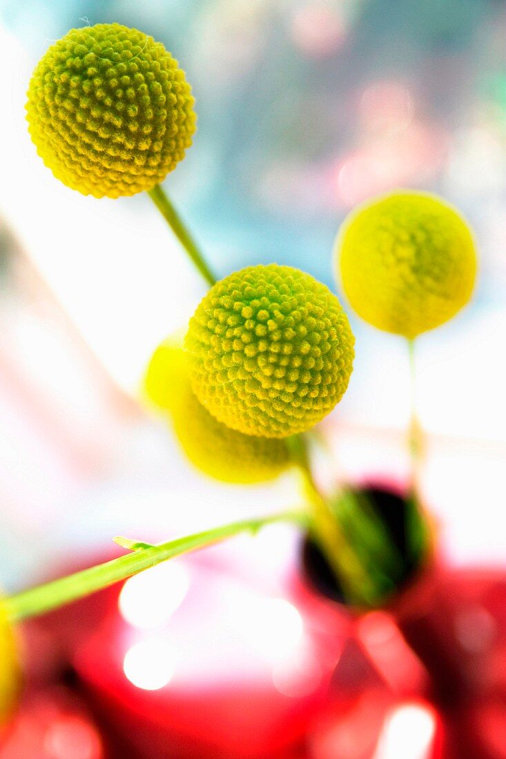 Spherical yellow flowers in vase