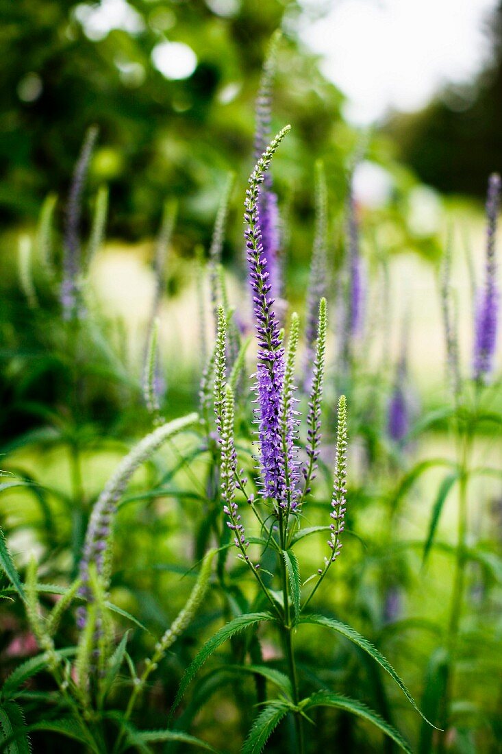 Purple flowers (Veronica spicata - spiked speedwell) in garden
