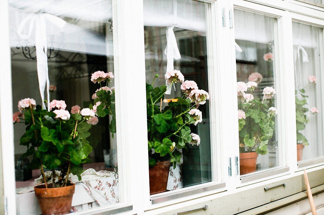 Row of windows with pink geraniums on inside windowsill