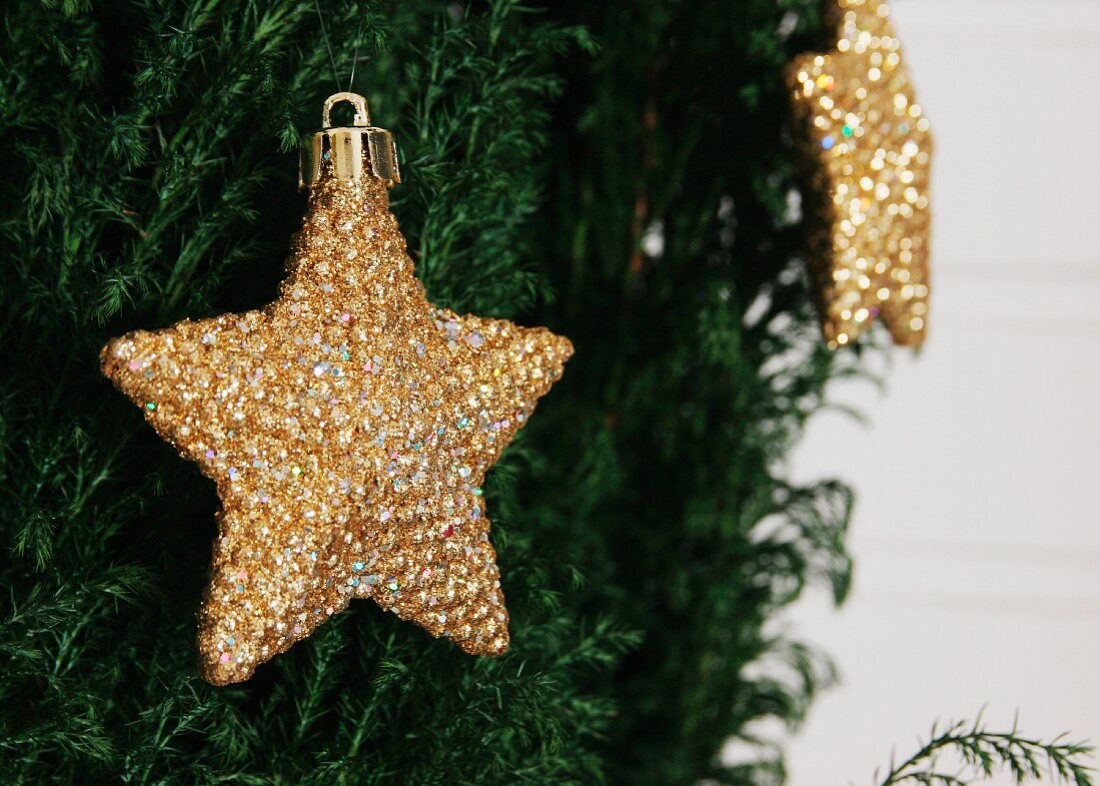 Goldene Sterne als Weihnachtsschmuck an einer Konifere