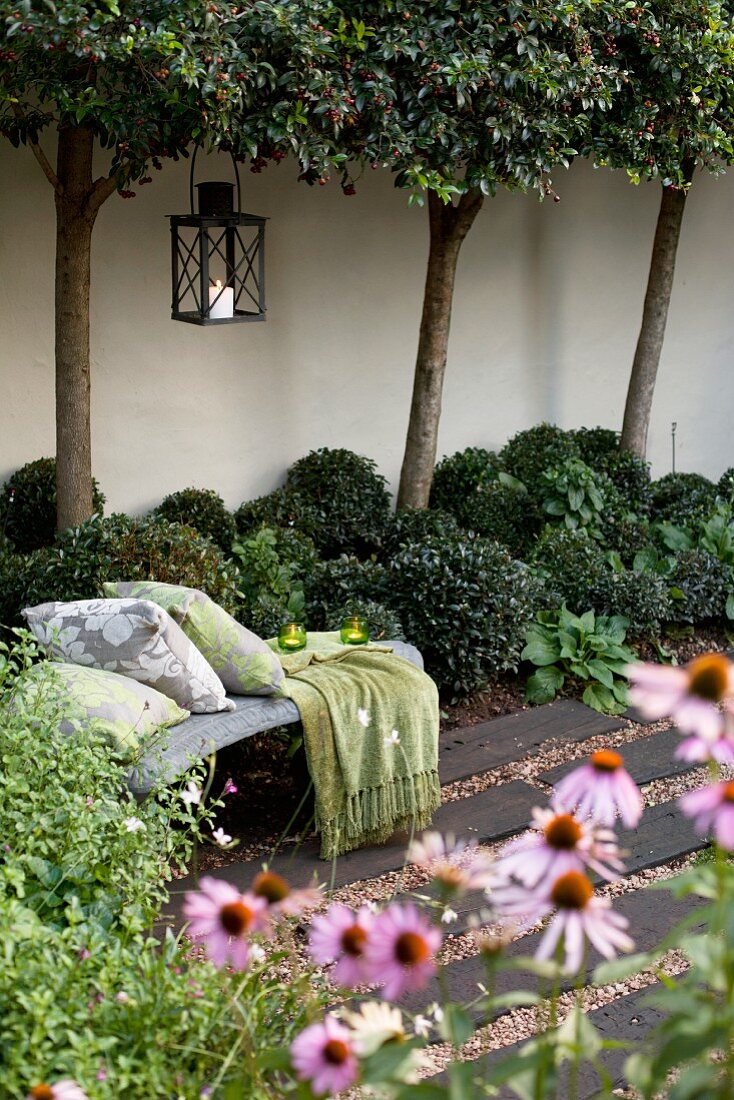 View past echinaceas to bench with cushions in courtyard with row of trees against wall