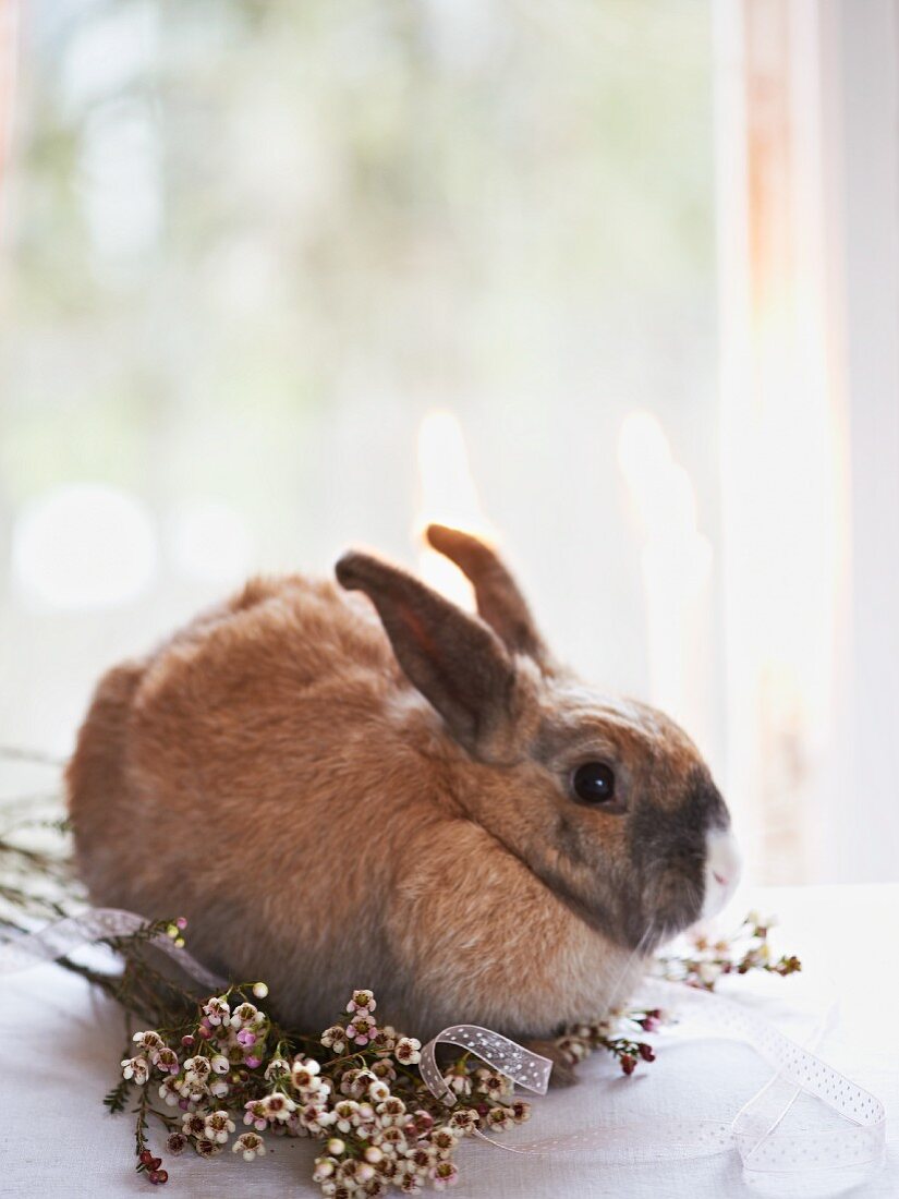 Lebendiges Osterhäschen auf Blumen vor dem Fenster