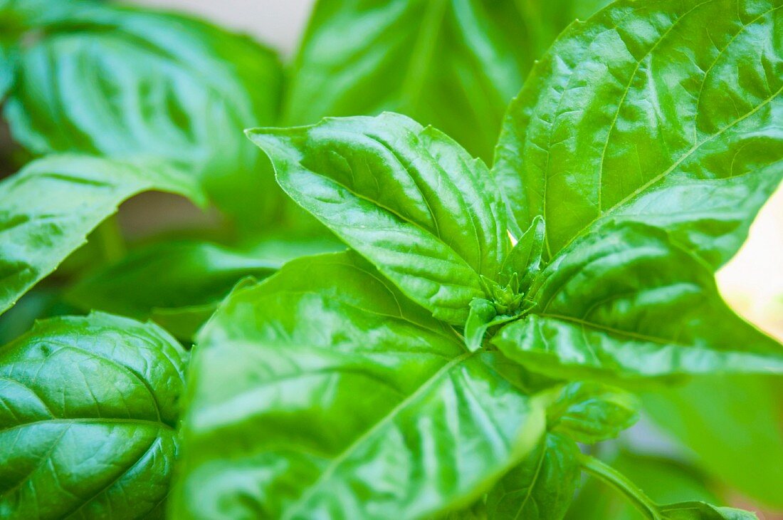 A close-up of a basil plant