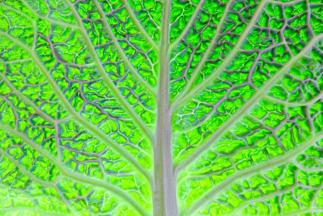 Savoy cabbage leaf