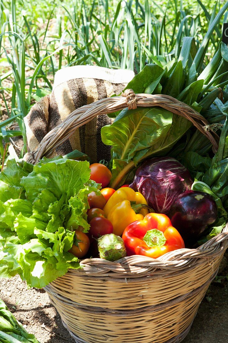A basket of vegetables in the sunshine