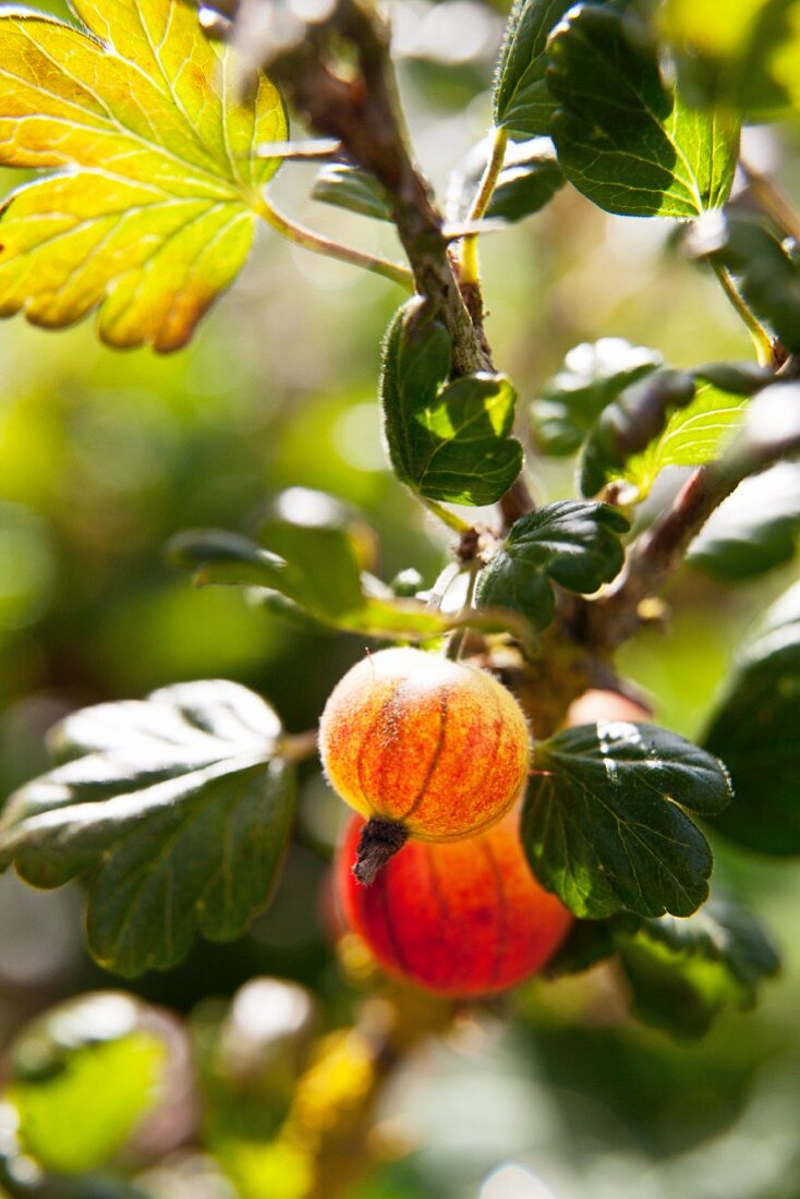 Reife Stachelbeeren am Strauch