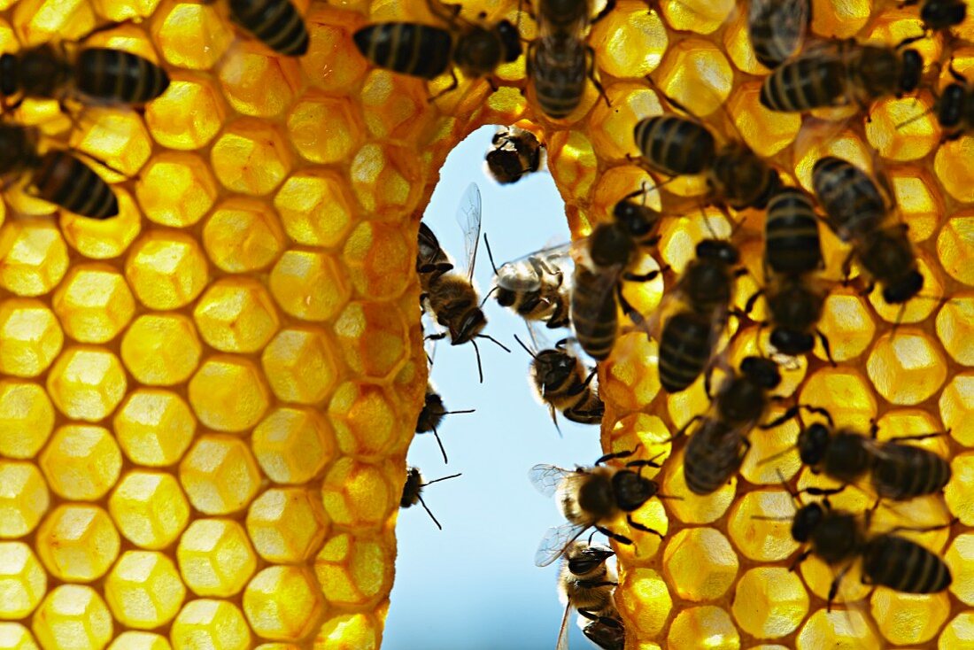 Honigbienen bei der Arbeit