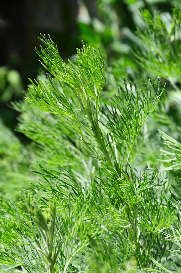 Colastrauch: Eberraute (Artemisia Abrotanum)