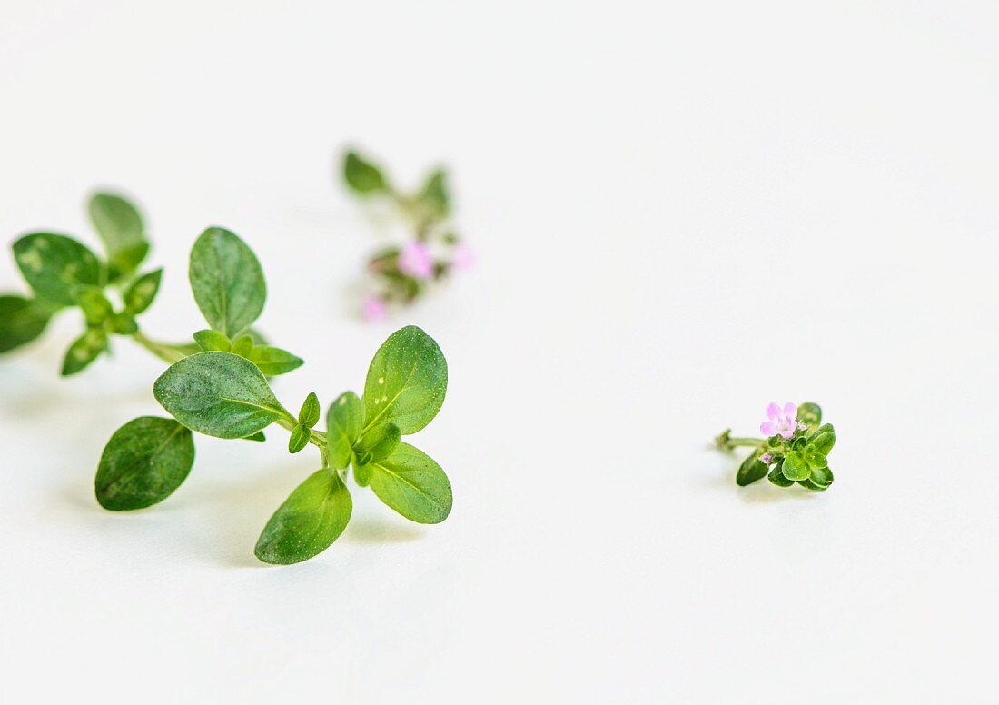 Frischer Oregano mit Blüten