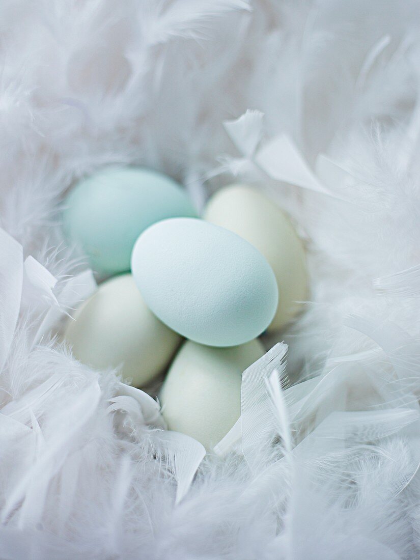 Blaue Eier in weichem Federnest