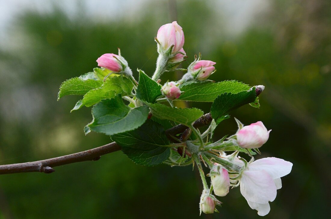 A sprig of apple blossom
