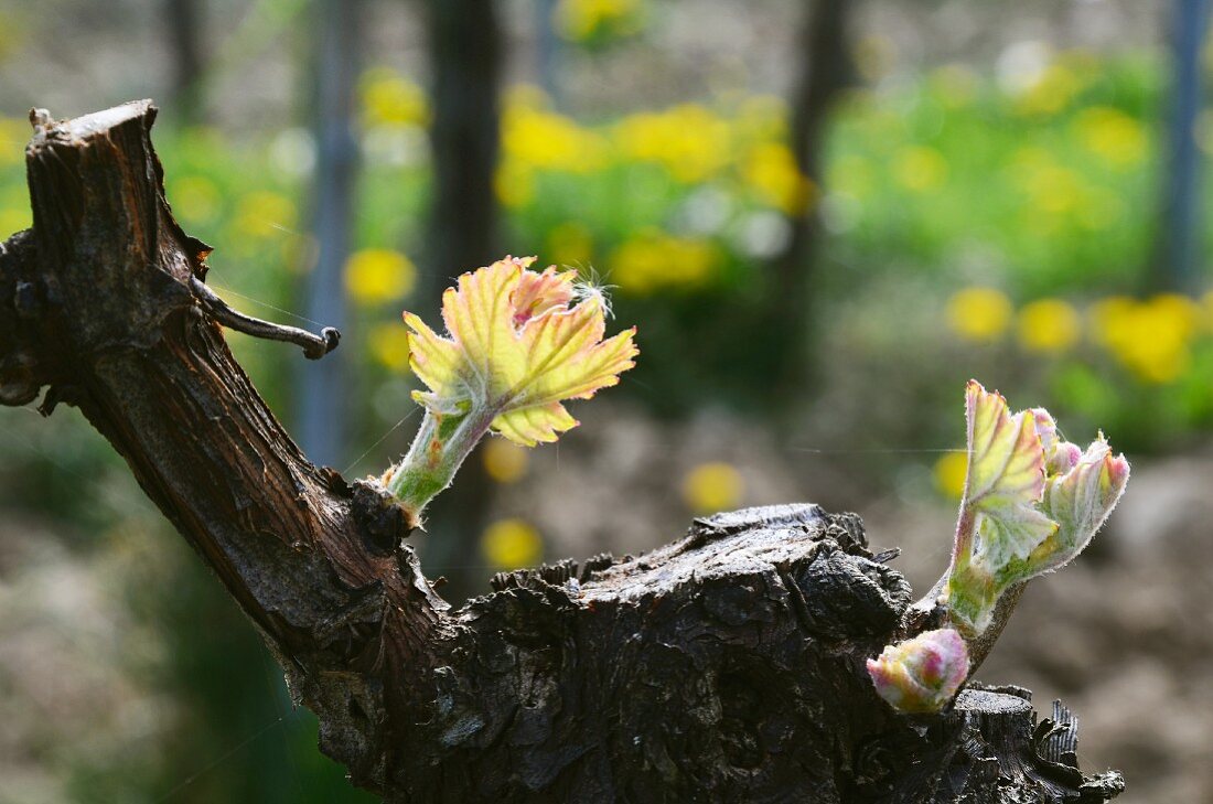 Weinrebe mit Knospen