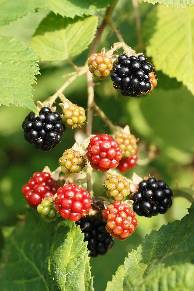 Blackberries on the bush