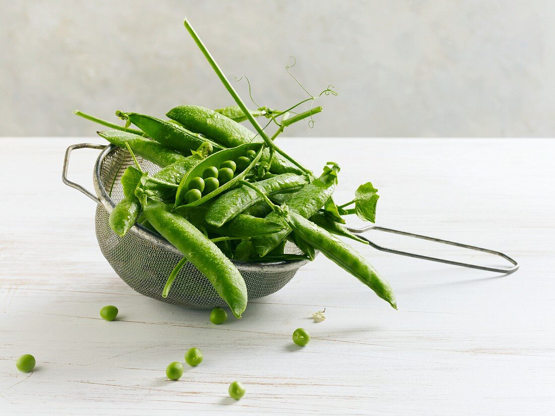 A sieve full of freshly washed organic green peas in their pods