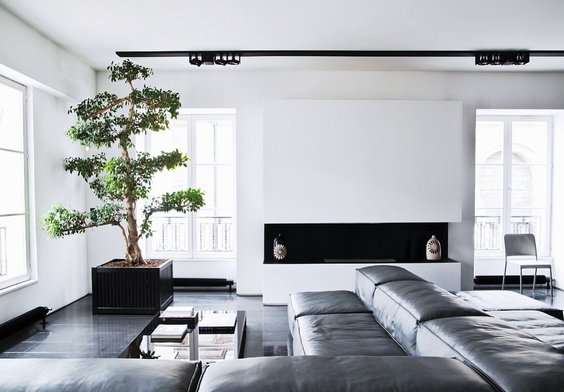 Elegant living room in black and white with masculine ambiance, leather corner sofa and tree in planter in corner