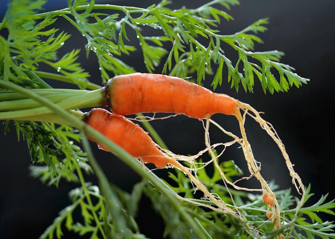 Karotten aus Ökoanbau