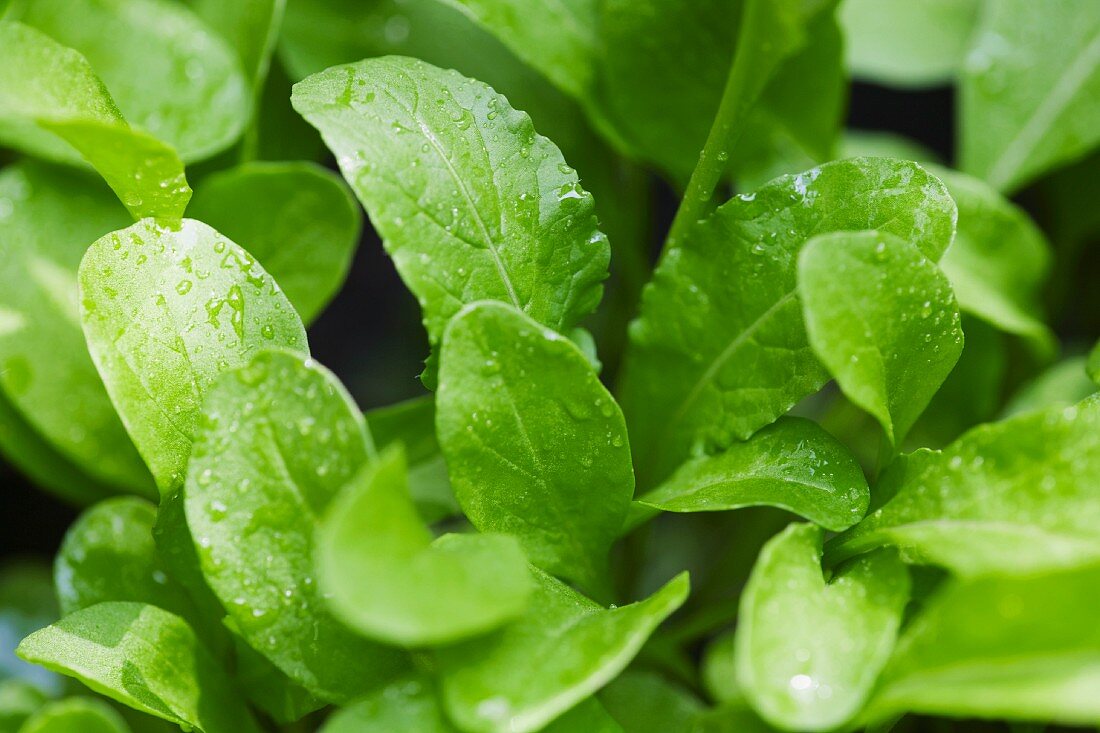 Nahaufnahme von Rucola-Jungpflanzen mit Wassertropfen