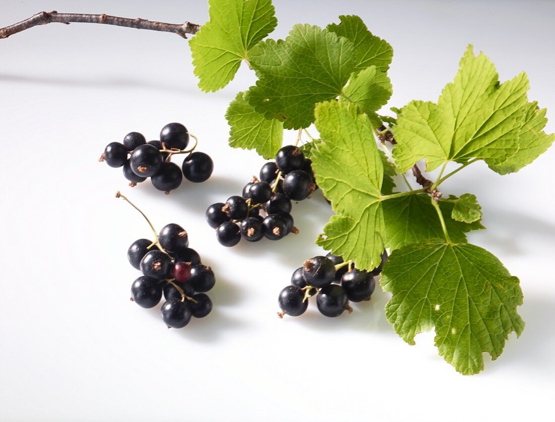 Schwarze Johannisbeeren mit Zweig