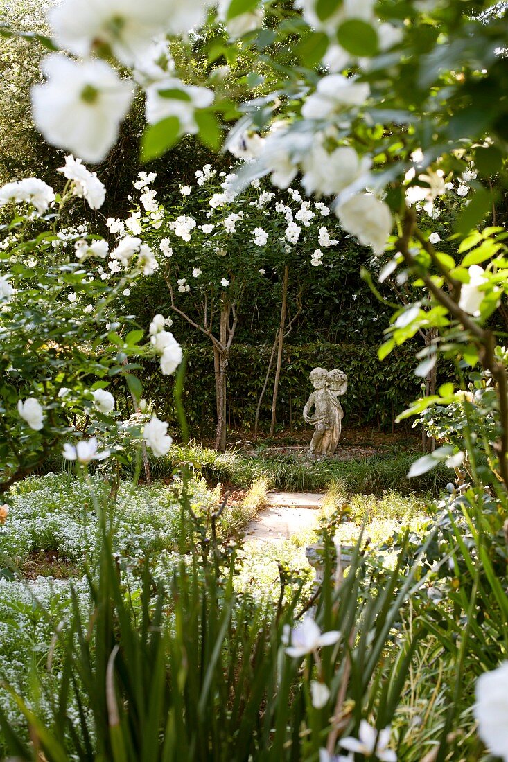 Blick durch rankende Schneewittchen Rosen (Iceberg) auf klassische Steinfigur in parkähnlichem Garten