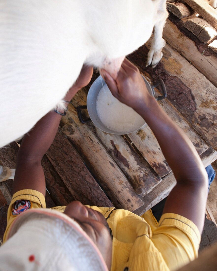 A goat being milked