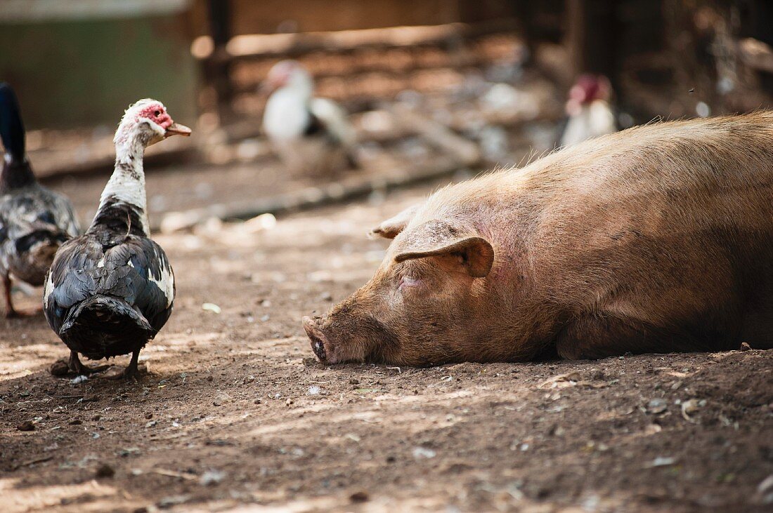 Enten und Schwein auf einem Bauernhof in Südafrika