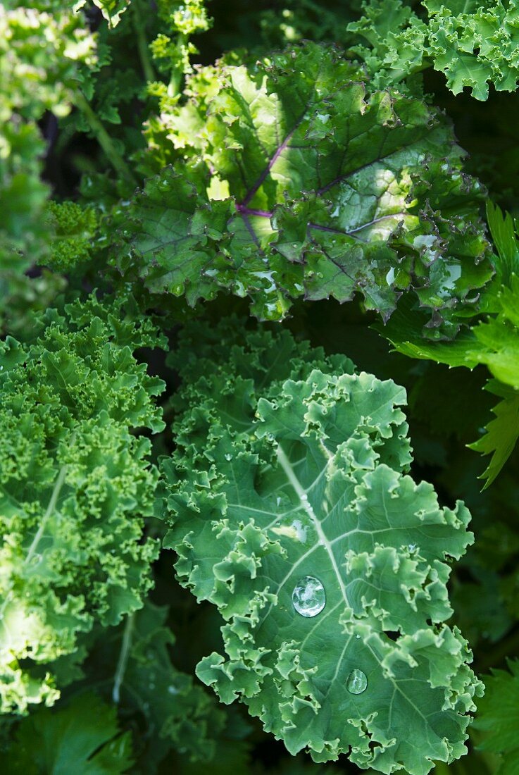 Organic green kale in a field (close-up)