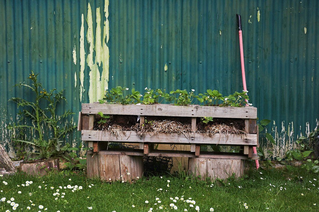 Strawberry plants in a raised flowerbed in front of a green corrugated iron wall with peeling paint