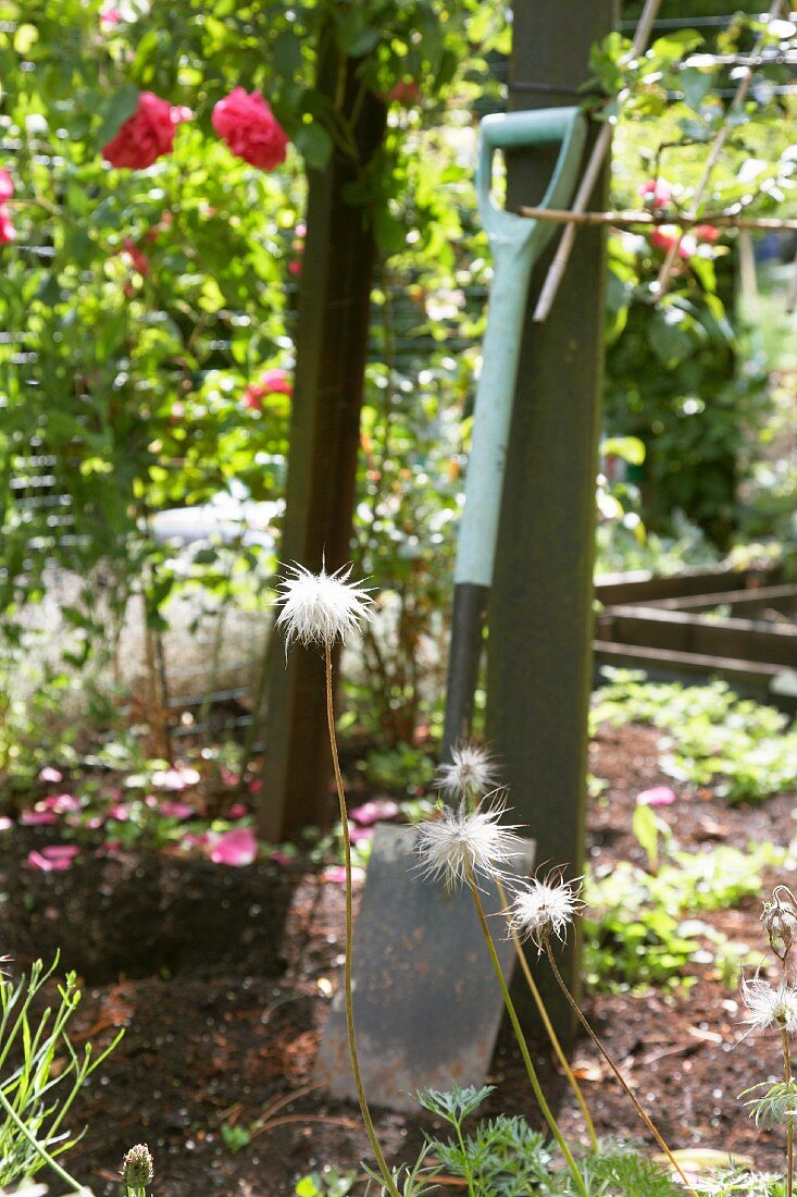 A garden spade in a flower bed