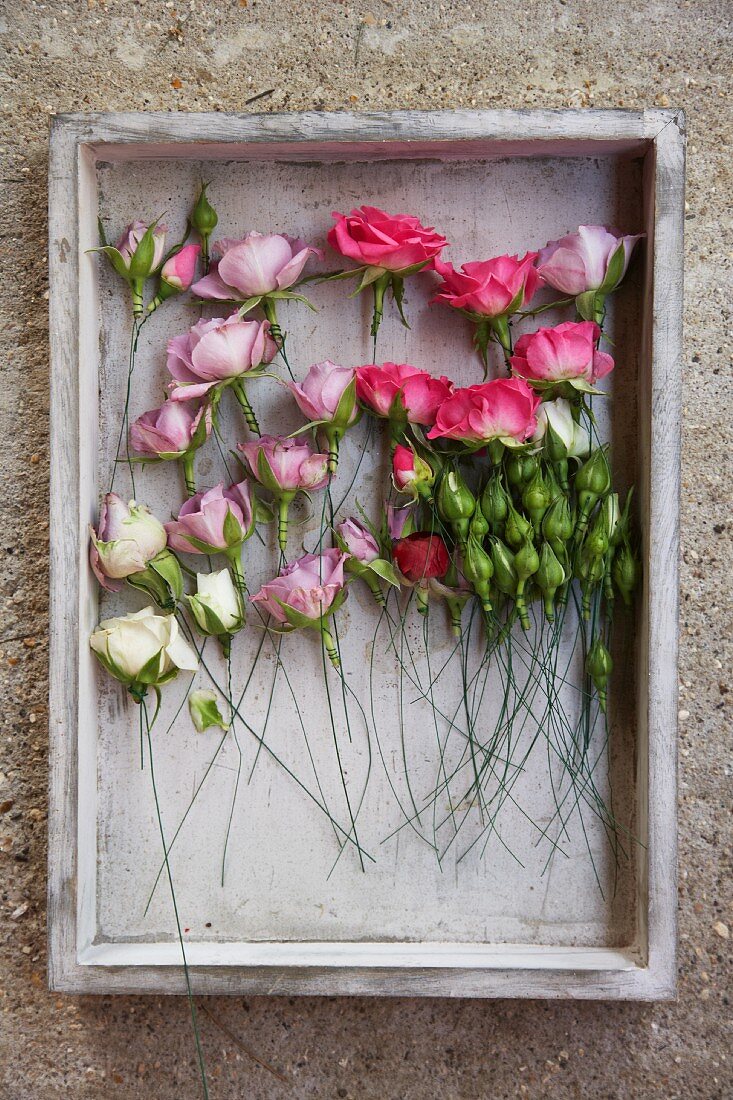 Verschiedenfarbige Rosen in Vintage Kasten arrangiert und an Steinmauer aufgehängt