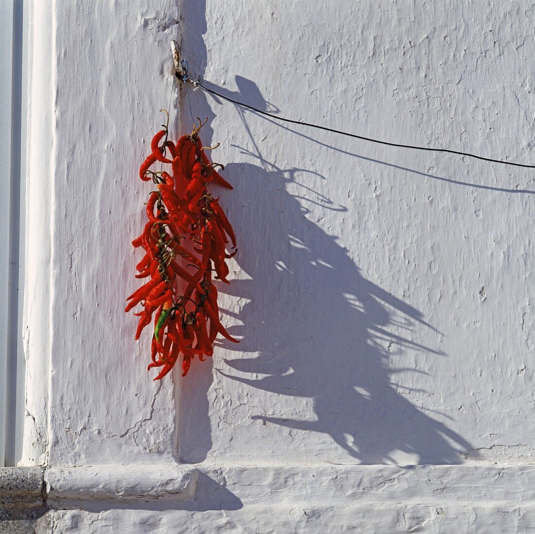 Chilischoten trocknen an einer Hauswand (Apulien, Italien)