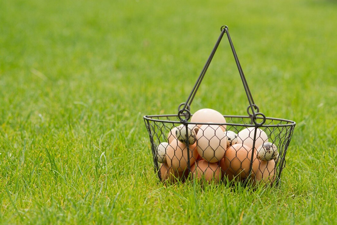 Chickens eggs and quails eggs in a wire basket in a meadow