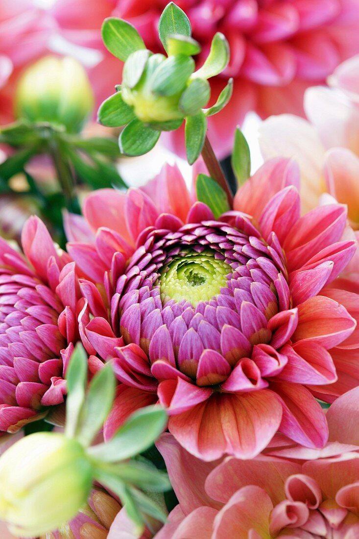 Bouquet of dahlias (close-up)