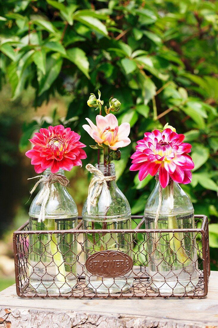 Dahlias in glass bottles in wire basket