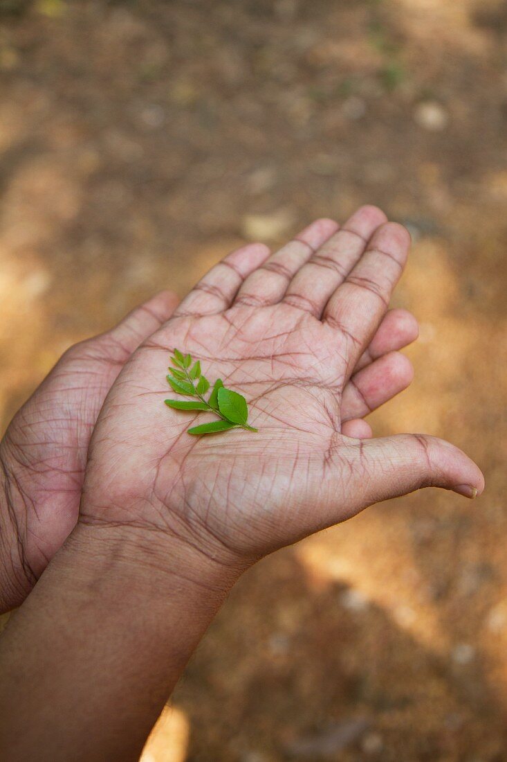 Curry leaves on the palm of somebody's hand (India)