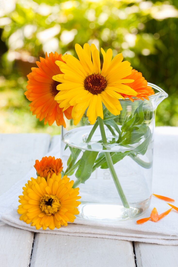 Pot marigolds (Calendula officinalis) in glass jug on garden table