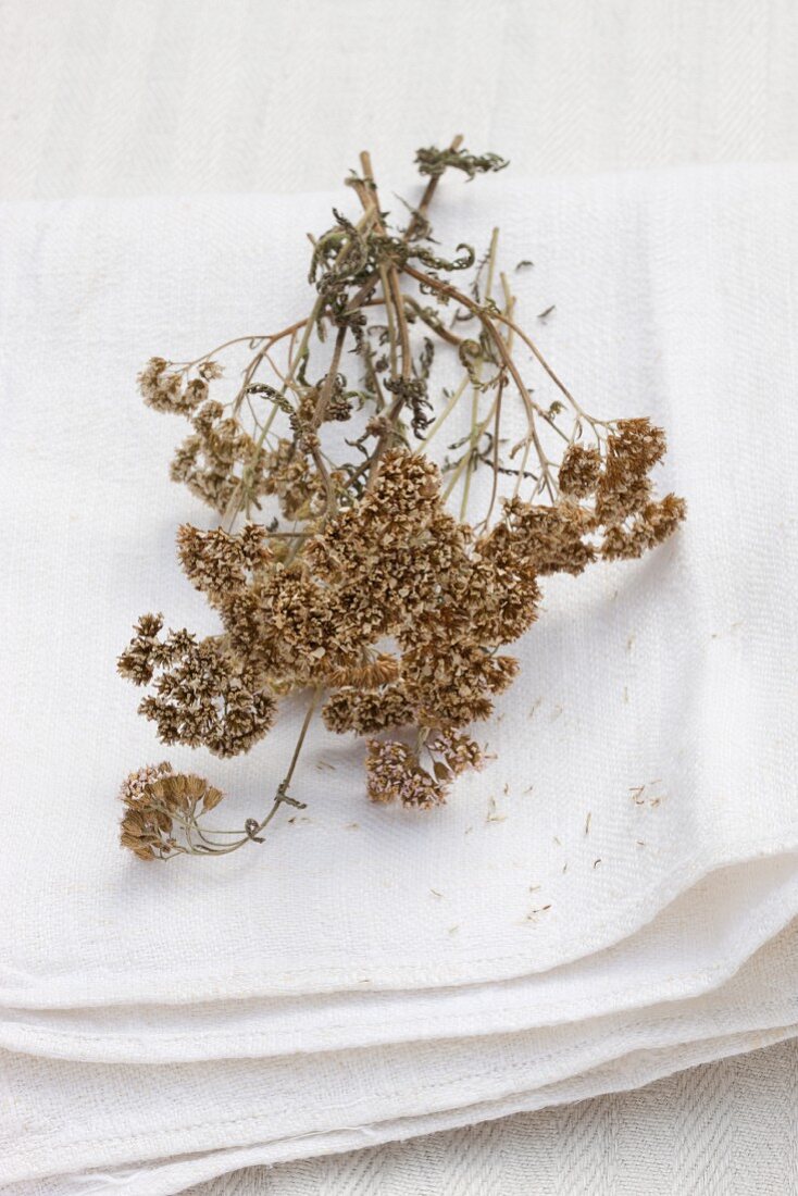 Dried yarrow on a linen cloth outside